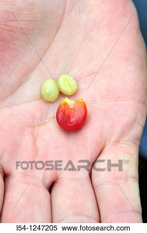 Berry Coffee Bean Kona Hawaii Pacific Ocean View Large Photo Image Stock Photography - Berry Coffee Bean Kona Hawaii Pacific Ocean. Fotosearch