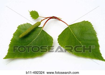 Betula pendula, Birch, Silver Birch, Medicinal plant. View Large Photo Image Picture - Betula pendula, Birch, Silver Birch, Medicinal plant.. Fotosearch