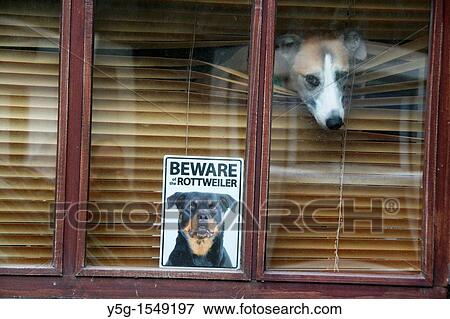 beware rottweiler dog sign notice in house home property window View Large Photo Image Stock Photo - beware rottweiler dog sign notice in house home property window. Fotosearch
