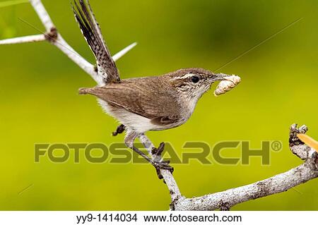 Bewick's Wren - Los Novios Ranch - near Cotulla, Texas USA View Large Photo Image Picture - Bewick's Wren - Los Novios Ranch - near Cotulla, Texas USA. Fotosearch
