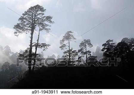 Bhutan (kingdom of), the road from Thimphu to Punakha trough Dochu-la pass (3000 m), the royal botanical park View Large Photo Image Stock Image - Bhutan (kingdom of), the road from Thimphu to Punakha trough Dochu-la pass (3000 m), the royal botanical park. Fotosearch