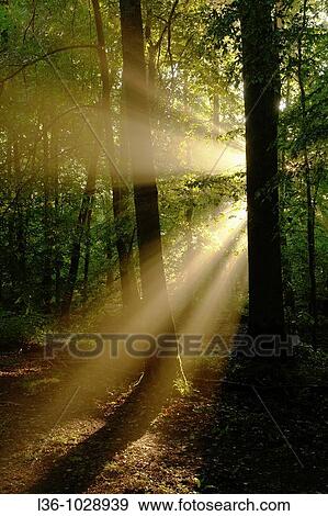Bialowieza Forest National Park Morning in spring Poland View Large Photo Image Stock Photo - Bialowieza Forest National Park Morning in spring Poland. Fotosearch