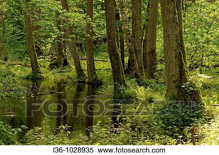 Bialowieza Forest National Park Poland Spring Forest river View Large Photo Image Stock Photography - Bialowieza Forest National Park Poland Spring Forest river. Fotosearch