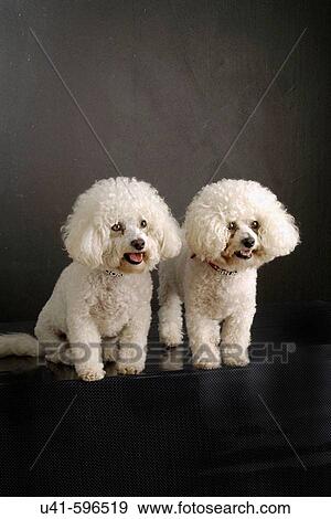 Stock Photo - Bichon Fris? Dogs. Fotosearch