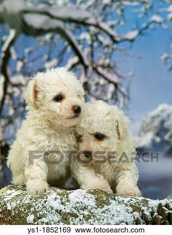 Bichon Frise Dog, Pup in Winter View Large Photo Image Stock Photo - Bichon Frise Dog, Pup in Winter. Fotosearch