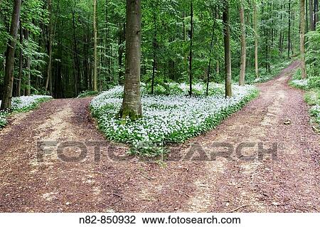 Bifurcation in beech tree forest Deciduous forest with Ramsons Allium ursinum - Bavaria / Germany View Large Photo Image Stock Image - Bifurcation in beech tree forest Deciduous forest with Ramsons Allium ursinum - Bavaria / Germany. Fotosearch