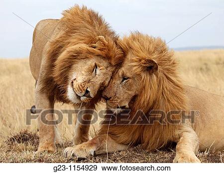 Big male lion View Large Photo Image Stock Photo - Big male lion. Fotosearch