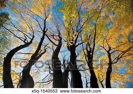 Big maple tree in the fall, Connecticut, USA View Large Photo Image Stock Image - Big maple tree in the fall, Connecticut, USA. Fotosearch