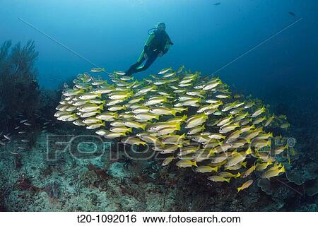 Bigeye Snapper and Scuba Diver, Lutjanus lutjanus, Raja Ampat, West Papua, Indonesia View Large Photo Image Stock Photograph - Bigeye Snapper and Scuba Diver, Lutjanus lutjanus, Raja Ampat, West Papua, Indonesia. Fotosearch
