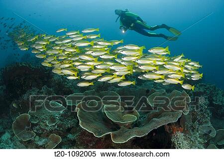 Bigeye Snapper and Scuba Diver, Lutjanus lutjanus, Raja Ampat, West Papua, Indonesia View Large Photo Image Stock Photography - Bigeye Snapper and Scuba Diver, Lutjanus lutjanus, Raja Ampat, West Papua, Indonesia. Fotosearch