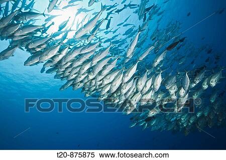 Bigeye Trevally schooling, Caranx sexfasciatus, Blue Corner, Micronesia, Palau View Large Photo Image Stock Photography - Bigeye Trevally schooling, Caranx sexfasciatus, Blue Corner, Micronesia, Palau. Fotosearch