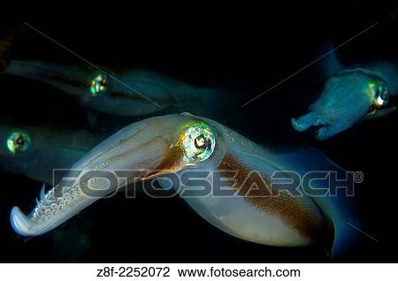 bigfin reef squid, Sepioteuthis lessoniana, Lembeh Strait, N. Sulawesi, Indonesia. View Large Photo Image Stock Image - bigfin reef squid, Sepioteuthis lessoniana, Lembeh Strait, N. Sulawesi, Indonesia.. Fotosearch