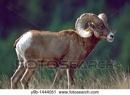 BIGHORN SHEEP Ovis canadensis, ram male in autumn, National Bison Range, southwest Montana, USA View Large Photo Image Stock Image - BIGHORN SHEEP Ovis canadensis, ram male in autumn, National Bison Range, southwest Montana, USA. Fotosearch