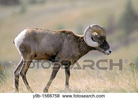 BIGHORN SHEEP Ovis canadensis, ram male in autumn, National Bison Range, southwest Montana, USA View Large Photo Image Stock Photo - BIGHORN SHEEP Ovis canadensis, ram male in autumn, National Bison Range, southwest Montana, USA. Fotosearch