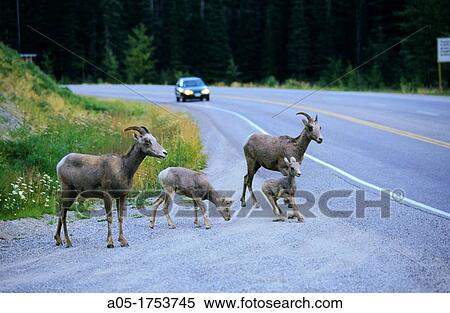 Bighorn Sheep Rocky Mountains Alberta Canada. View Large Photo Image Stock Photography - Bighorn Sheep Rocky Mountains Alberta Canada.. Fotosearch
