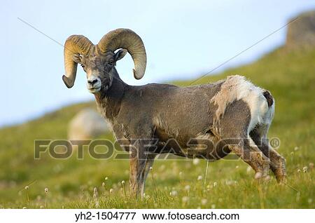 Bighorn Sheep View Large Photo Image Stock Photo - Bighorn Sheep. Fotosearch