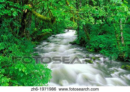 Stock Photograph - Bigleaf maple and lush groundcover along Cannings Creek, Quinault Rain Forest, Olympic National Park, Washington USA.. Fotosearch