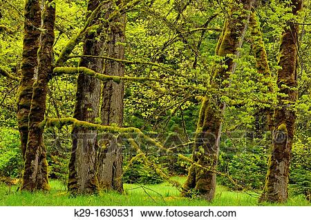 Bigleaf maple grove near Madison Falls, Olympic NP, Elwha Unit, Washington, USA View Large Photo Image Stock Image - Bigleaf maple grove near Madison Falls, Olympic NP, Elwha Unit, Washington, USA. Fotosearch