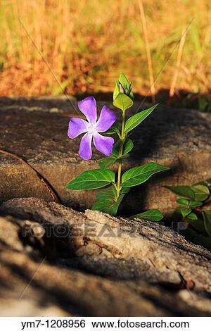 Stock Photograph - Bigleaf Periwinkle - Vinca major Shot at Monument Hill in La Grange, Texas. Fotosearch