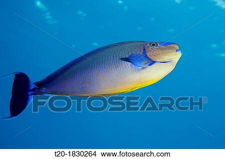 Bignose Unicornfish, Naso vlamingii, Indian Ocean, Maldives View Large Photo Image Picture - Bignose Unicornfish, Naso vlamingii, Indian Ocean, Maldives. Fotosearch