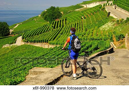 Biker looking across the terrasse vineyards near Saint-Saphorin in the UNESCO World Heritage site Lavaux at Lake Leman, Vaud, Switzerland View Large Photo Image Stock Photo - Biker looking across the terrasse vineyards near Saint-Saphorin in the UNESCO World Heritage site Lavaux at Lake Leman, Vaud, Switzerland. Fotosearch