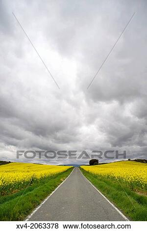Biodiesel production fields, Brassica napus, also called oilseed rape, Navarre, Spain. View Large Photo Image Stock Photo - Biodiesel production fields, Brassica napus, also called oilseed rape, Navarre, Spain.. Fotosearch