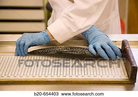 Biological sampling of mackerel. Fishing biology laboratory. AZTI-Tecnalia. Technological Centre specialised in Marine and Food Research. Pasaia, Gipuzkoa, Euskadi. Spain. View Large Photo Image Stock Image - Biological sampling of mackerel. Fishing biology laboratory. AZTI-Tecnalia. Technological Centre specialised in Marine and Food Research. Pasaia, Gipuzkoa, Euskadi. Spain.. Fotosearch