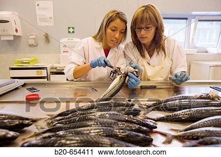 Biological sampling of mackerel. Otoliths extraction. Fishing biology laboratory. AZTI-Tecnalia. Technological Centre specialised in Marine and Food Research. Pasaia, Gipuzkoa, Euskadi. Spain. View Large Photo Image Stock Image - Biological sampling of mackerel. Otoliths extraction. Fishing biology laboratory. AZTI-Tecnalia. Technological Centre specialised in Marine and Food Research. Pasaia, Gipuzkoa, Euskadi. Spain.. Fotosearch