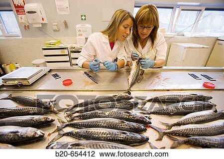 Biological sampling of mackerel. Otoliths extraction. Fishing biology laboratory. AZTI-Tecnalia. Technological Centre specialised in Marine and Food Research. Pasaia, Gipuzkoa, Euskadi. Spain. View Large Photo Image Stock Image - Biological sampling of mackerel. Otoliths extraction. Fishing biology laboratory. AZTI-Tecnalia. Technological Centre specialised in Marine and Food Research. Pasaia, Gipuzkoa, Euskadi. Spain.. Fotosearch