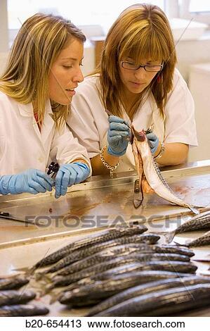 Biological sampling of mackerel. Otoliths extraction. Fishing biology laboratory. AZTI-Tecnalia. Technological Centre specialised in Marine and Food Research. Pasaia, Gipuzkoa, Euskadi. Spain. View Large Photo Image Stock Image - Biological sampling of mackerel. Otoliths extraction. Fishing biology laboratory. AZTI-Tecnalia. Technological Centre specialised in Marine and Food Research. Pasaia, Gipuzkoa, Euskadi. Spain.. Fotosearch