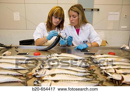 Biological sampling of mackerel. Otoliths extraction. Fishing biology laboratory. AZTI-Tecnalia. Technological Centre specialised in Marine and Food Research. Pasaia, Gipuzkoa, Euskadi. Spain. View Large Photo Image Stock Photo - Biological sampling of mackerel. Otoliths extraction. Fishing biology laboratory. AZTI-Tecnalia. Technological Centre specialised in Marine and Food Research. Pasaia, Gipuzkoa, Euskadi. Spain.. Fotosearch