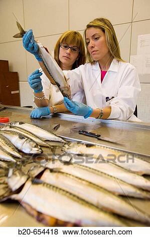 Biological sampling of mackerel. Otolith extraction. Fishing biology laboratory. AZTI-Tecnalia. Technological Centre specialised in Marine and Food Research. Pasaia, Gipuzkoa, Euskadi. Spain. View Large Photo Image Stock Photo - Biological sampling of mackerel. Otolith extraction. Fishing biology laboratory. AZTI-Tecnalia. Technological Centre specialised in Marine and Food Research. Pasaia, Gipuzkoa, Euskadi. Spain.. Fotosearch