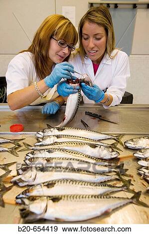 Stock Photo - Biological sampling of mackerel. Otolith extraction. Fishing biology laboratory. AZTI-Tecnalia. Technological Centre specialised in Marine and Food Research. Pasaia, Gipuzkoa, Euskadi. Spain.. Fotosearch