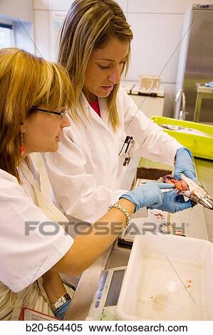 Biological sampling of mackerel. Fishing biology laboratory. AZTI-Tecnalia. Technological Centre specialised in Marine and Food Research. Pasaia, Gipuzkoa, Euskadi. Spain. View Large Photo Image Stock Photography - Biological sampling of mackerel. Fishing biology laboratory. AZTI-Tecnalia. Technological Centre specialised in Marine and Food Research. Pasaia, Gipuzkoa, Euskadi. Spain.. Fotosearch