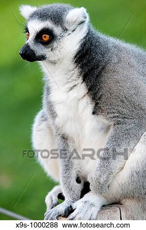 Bioparc, Valencia, Spain View Large Photo Image Stock Photo - Bioparc, Valencia, Spain. Fotosearch