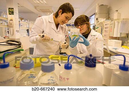 Biotechnology Laboratory, Neiker Tecnalia, Instituto de Investigaci? n y Desarrollo Agrario, Ganadero, Forestal y del Medio Natural, Arkaute, Alava, Euskadi, Spain. View Large Photo Image Stock Image - Biotechnology Laboratory, Neiker Tecnalia, Instituto de Investigaci? n y Desarrollo Agrario, Ganadero, Forestal y del Medio Natural, Arkaute, Alava, Euskadi, Spain.. Fotosearch