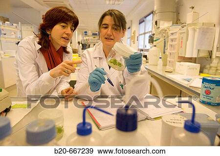 Biotechnology Laboratory, Neiker Tecnalia, Instituto de Investigaci? n y Desarrollo Agrario, Ganadero, Forestal y del Medio Natural, Arkaute, Alava, Euskadi. Spain. View Large Photo Image Stock Photo - Biotechnology Laboratory, Neiker Tecnalia, Instituto de Investigaci? n y Desarrollo Agrario, Ganadero, Forestal y del Medio Natural, Arkaute, Alava, Euskadi. Spain.. Fotosearch