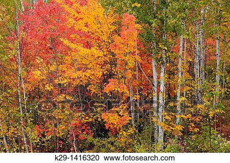 Stock Image - Birch and maple trees with fall/autumn colour Sudbury Ontario. Fotosearch