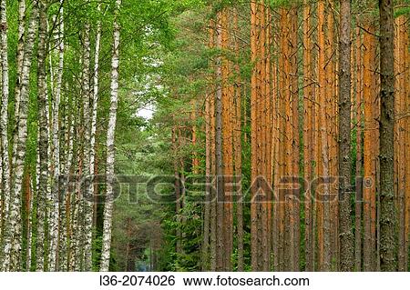 Birch and pine groves. Poland. View Large Photo Image Stock Photograph - Birch and pine groves. Poland.. Fotosearch