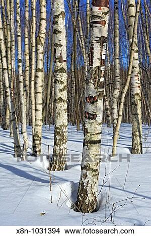 Birch forest in sunny winter day, Russia View Large Photo Image Picture - Birch forest in sunny winter day, Russia. Fotosearch