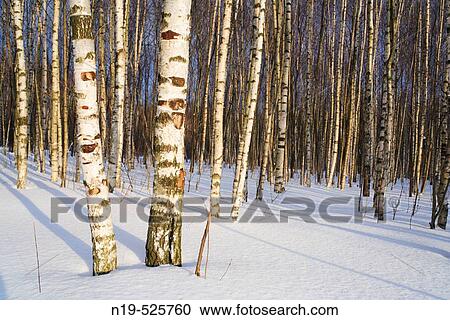 Stock Image - Birch forest in sunny winter day, Russia. Fotosearch