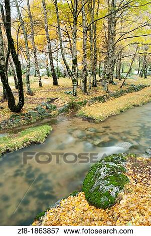 Birch forest with river at Estrela Mountain Natural Park, Portugal View Large Photo Image Stock Photo - Birch forest with river at Estrela Mountain Natural Park, Portugal. Fotosearch
