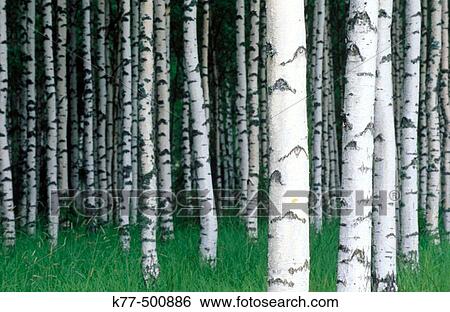 Stock Photograph - Birch grove (Betula pendula). Finland.. Fotosearch