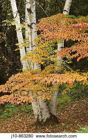 Birch & kousa dogwood in autumn, Poughkeepsie, New York, USA View Large Photo Image Stock Image - Birch & kousa dogwood in autumn, Poughkeepsie, New York, USA. Fotosearch