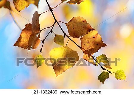 Stock Photo - Birch leaves in autumn Bjrklv p hsten. Fotosearch
