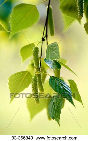 Stock Photo - Birch, leaves in spring. Germany.. Fotosearch