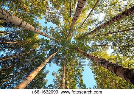 Birch Solleron Dalarna Sweden. View Large Photo Image Stock Photo - Birch Solleron Dalarna Sweden.. Fotosearch