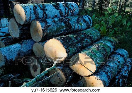 Stock Photograph - Birch-tree logs. Fotosearch