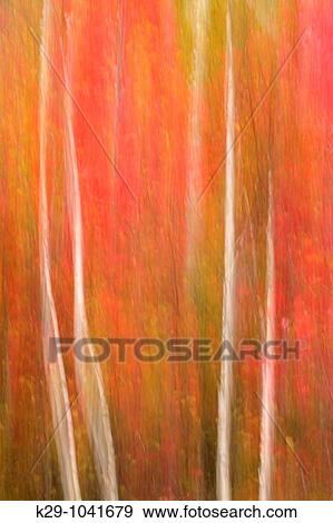 Birch tree trunks and maple trees in autumn camera movement View Large Photo Image Stock Photo - Birch tree trunks and maple trees in autumn camera movement. Fotosearch