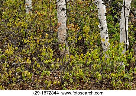 Birch tree trunks and sheep laurel Kalmia, Greater Sudbury Lively, Ontario, Canada View Large Photo Image Picture - Birch tree trunks and sheep laurel Kalmia, Greater Sudbury Lively, Ontario, Canada. Fotosearch